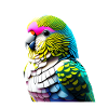 Perruche Bird Propriétaire d’oiseau Calopsitte