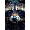 Raccoon Closeup Face