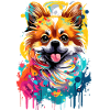 German Spitz - Pomeranian Pomeranian Dog