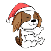 Cavalier King Charles Spaniel Hund Tier