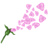 Rose au vent