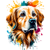 Golden Retriever hunderace - Golden Retriever
