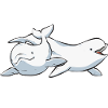 Baleine blanche Béluga