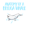 White Whale Beluga Whale