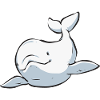 White Whale Beluga Whale