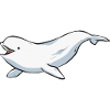 White Whale Beluga Whale
