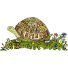 Tortoise