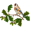 Bunter Vogel