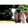 Affiche de vache