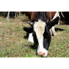 Affiche de vache