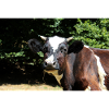 Affiche de vache