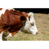 Affiche de vache