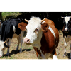 Affiche de vache