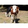 Affiche de vache