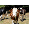 Affiche de vache