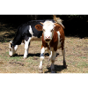 Affiche de vache