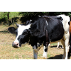 Affiche de vache