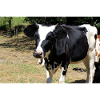 Affiche de vache