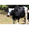 Affiche de vache