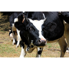 Affiche de vache