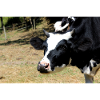 Affiche de vache