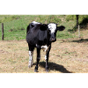 Affiche de vache