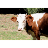 Affiche de vache