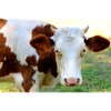 Affiche de vache