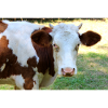 Affiche de vache
