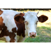 Affiche de vache