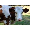 Affiche de vache