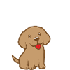 Can I Pet Your Dog