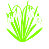 4 Snowdrops