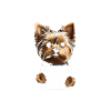 Personal Stalker Yorkie