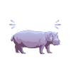 Hippopotame Hippopotame