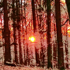 Abendrot im Hochwald