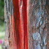 Stamm mit roter Spur