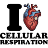 I love cellular respiration