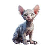 Cat porcelain sphynx
