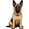Malinois Baby - Belgian Shepherd