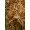 Golden wheat field nature pattern
