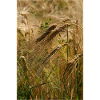 GOLDEN WHEAT