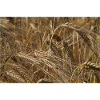 Golden Wheat Field