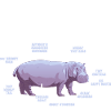 Hippopotame Hippopotame