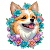 Pomeranian Zwergspitz