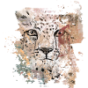 Head of cheetah