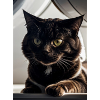 chat noir