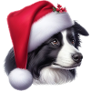 Border Collie Weihnachtsmann