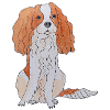 Cavalier King Charles Spaniel Fun
