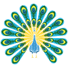 Schöner Pfau Zooarbeiter